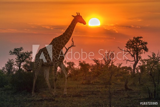 Picture of Giraffe in Kruger National park South Africa